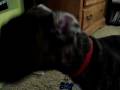 videos de samson and his puppy