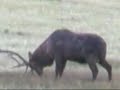 a bull elk during rutting season fighting with another bull elk in rocky mountain national park.