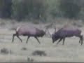 A Day in the Life of a Rocky Mountain Bull Elk