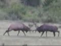 a bull elk during rutting season fighting with another bull elk in rocky mountain national park.