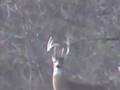 Big-Deer-Survive-Hun