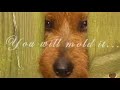 cute-terrier-puppy-with-mickey-mouse-image-on-her-side.html