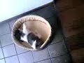 My little shih tzu !