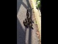Click here to watch this video Duck save at Alexandria bridge Ottawa