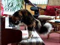nora-the-piano-cat-taloose-the-swimming-cat-funny-cats-.html