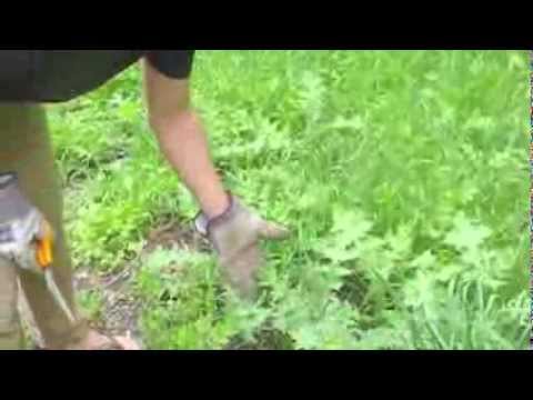 how to harvest milk thistle