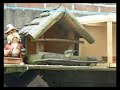 Parus Major #4 Music : Bert Kaempfert - Tootie Flutie