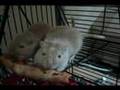 Cracked-Out-Gerbils