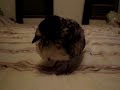 My Pet Pigeon The Dinkster at 4 Weeks Old My Pet Pigeon The Dinkster at 4 Weeks Old