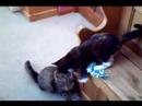 Christmas cats playing