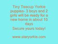 Teacup Yorkie puppies Teacup Yorkie puppies