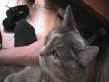 My cat!~