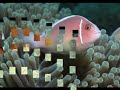 Clownfish gallery