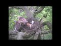 Red Kite Nestwatch 2007  (Clip Nr. 2)