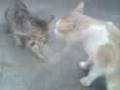 cat's fight