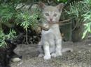 Chatons d\