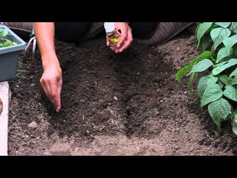 how to treat fungus on zinnias