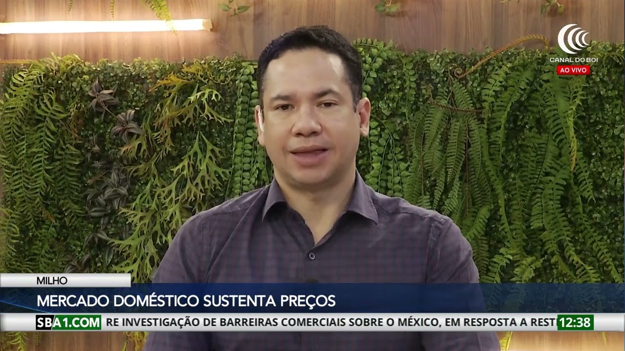 Mercado doméstico sustenta preços do milho