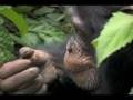 Sanaga-Yong Chimpanzee Rescue Center