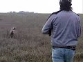 Ver vídeo