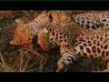 Londolozi, Sabi Sands Reserve
