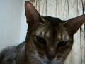 リアルあ～ちゃん