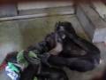 Jody and Foxie Play, Tickle and Wrestle