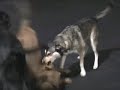 Bailey and T - perfect play Bailey and T - perfect play