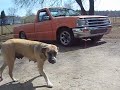 MAZDA SHOW TRUCK HITTIN\