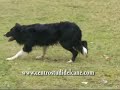 Centro Studi del Cane ( SheepDog ) Centro Studi del Cane ( SheepDog )