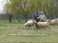 Centro Studi del Cane ( SheepDog )