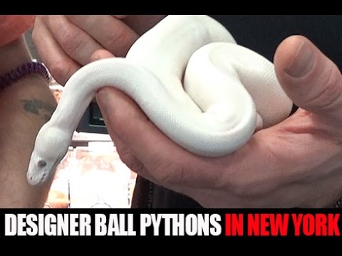 YouTube reptile video