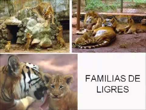 tigon