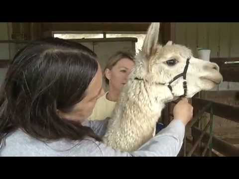 how to harvest alpaca wool