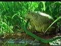 Bullfrog swallow snake