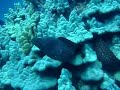 whitemouth moray eel