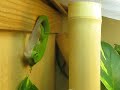 Phelsuma m grandis Mala