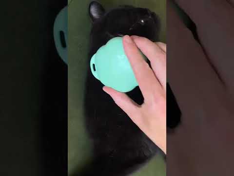 The best cat grooming brush! 😻