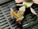 Orchid Mantis - Hymenopus coronatus [Macro Video]