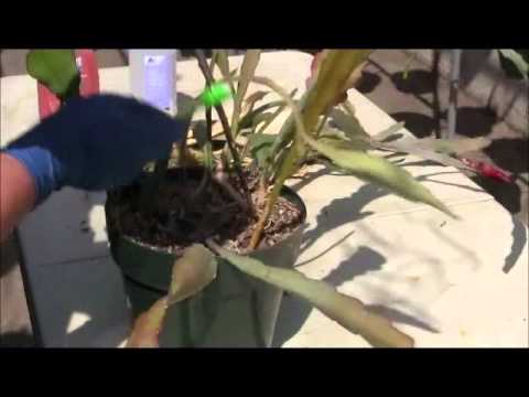 how to fertilize epiphyllum plants