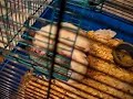 Pet Rats showing Greedy little babies