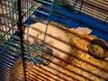 Greedy little baby rats! lol