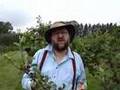 Thinning apples for a better crop