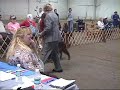 Helena Montana Irish Setters