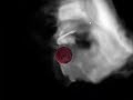 3D Real-Time GPU Smoke Simulation with Haptic Rendering