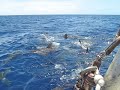 Requins