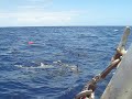 Requins
