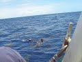 Requins