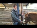 How to Tie a Horse