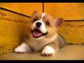 videos de Cute Puppies